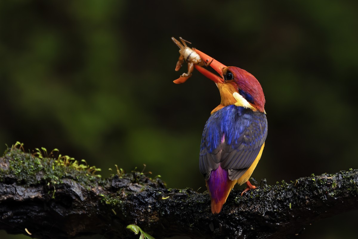 Black-backed Dwarf-Kingfisher - ML624629218