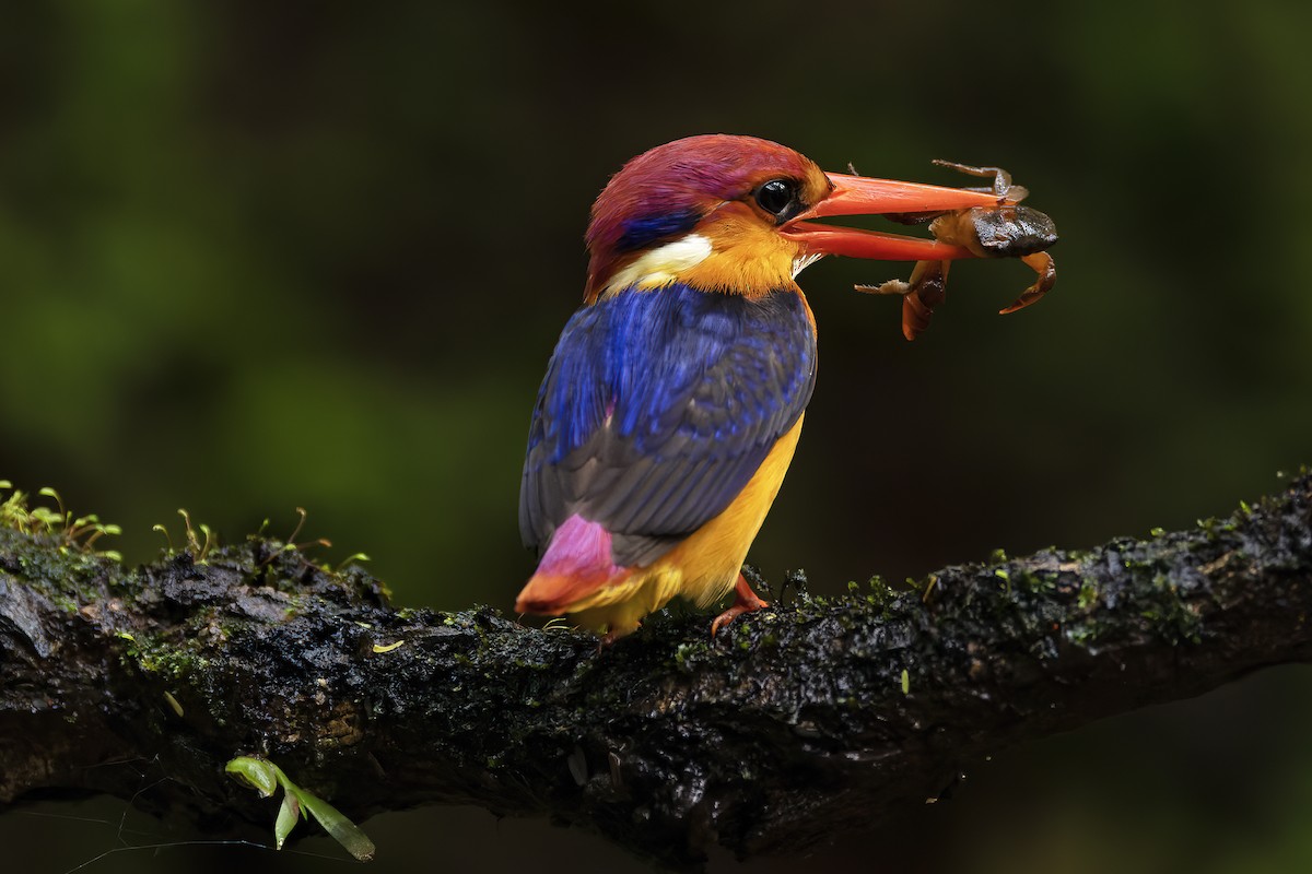 Black-backed Dwarf-Kingfisher - ML624629219