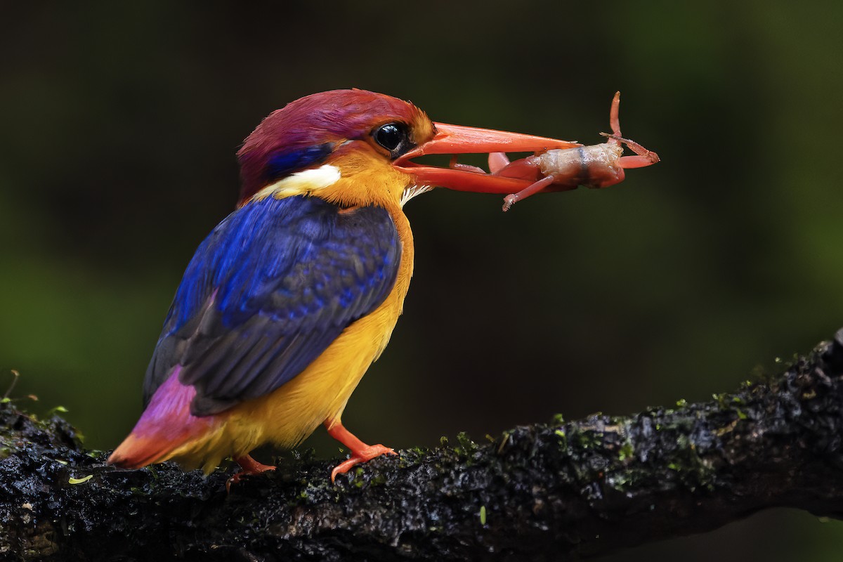 Black-backed Dwarf-Kingfisher - ML624629220