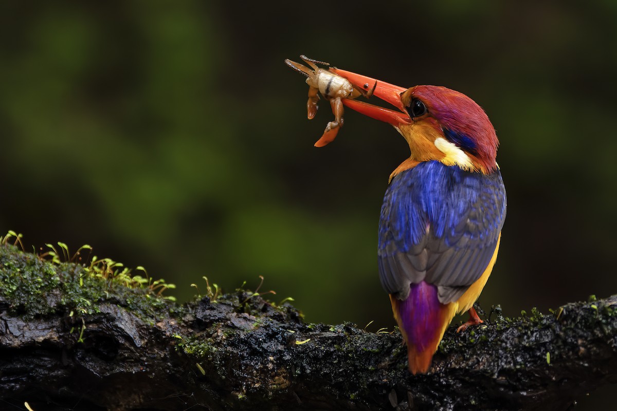 Black-backed Dwarf-Kingfisher - ML624629221