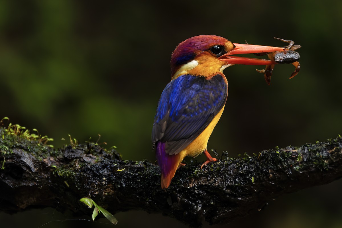 Black-backed Dwarf-Kingfisher - ML624629222