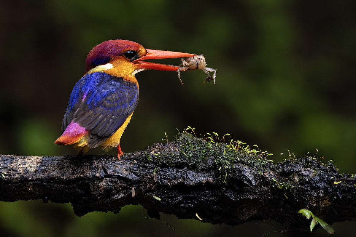 Black-backed Dwarf-Kingfisher - ML624629223