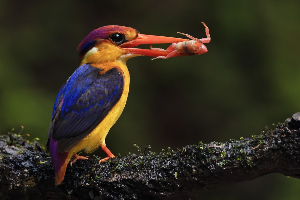 Black-backed Dwarf-Kingfisher - ML624629224