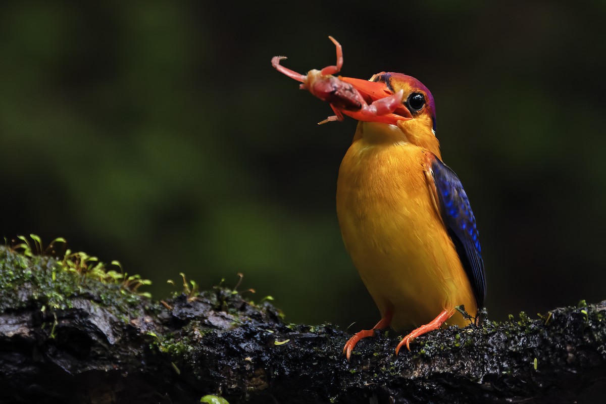 Black-backed Dwarf-Kingfisher - ML624629225
