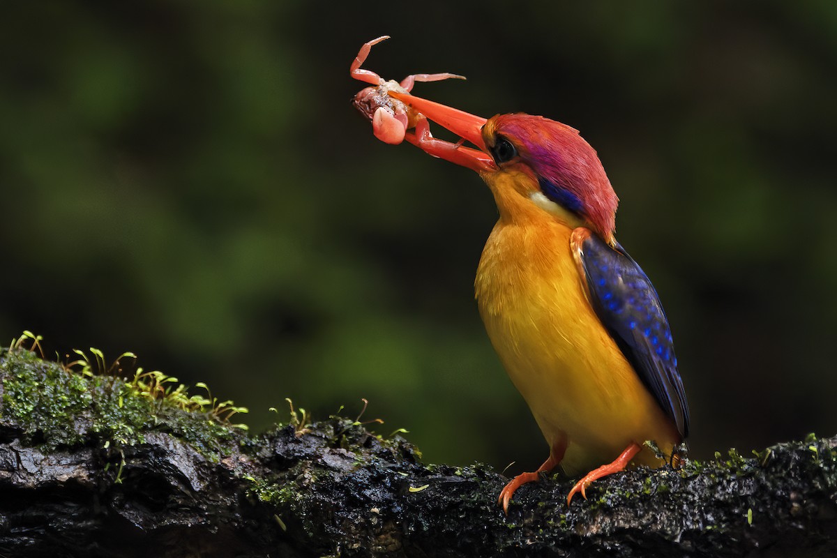 Black-backed Dwarf-Kingfisher - ML624629226