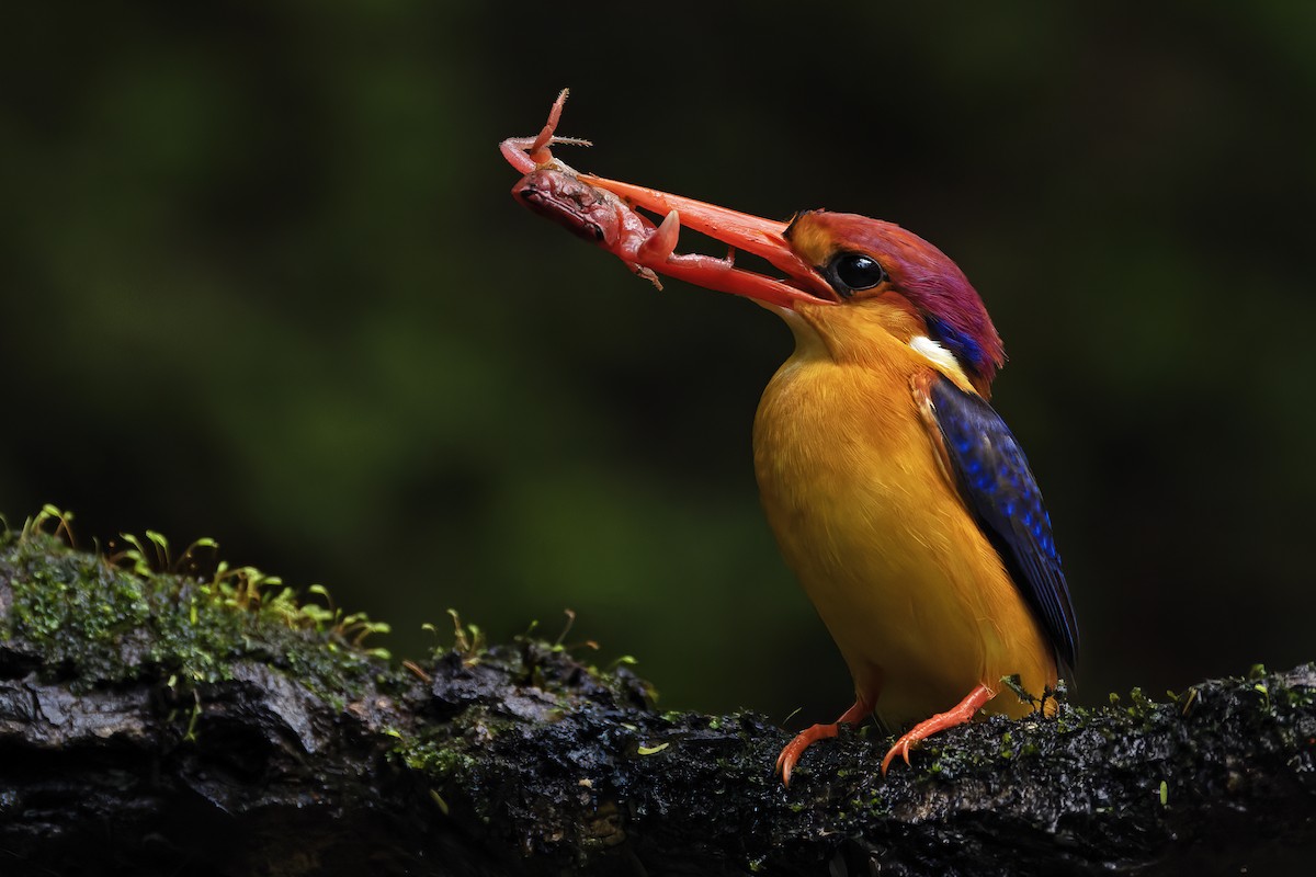 Black-backed Dwarf-Kingfisher - ML624629227