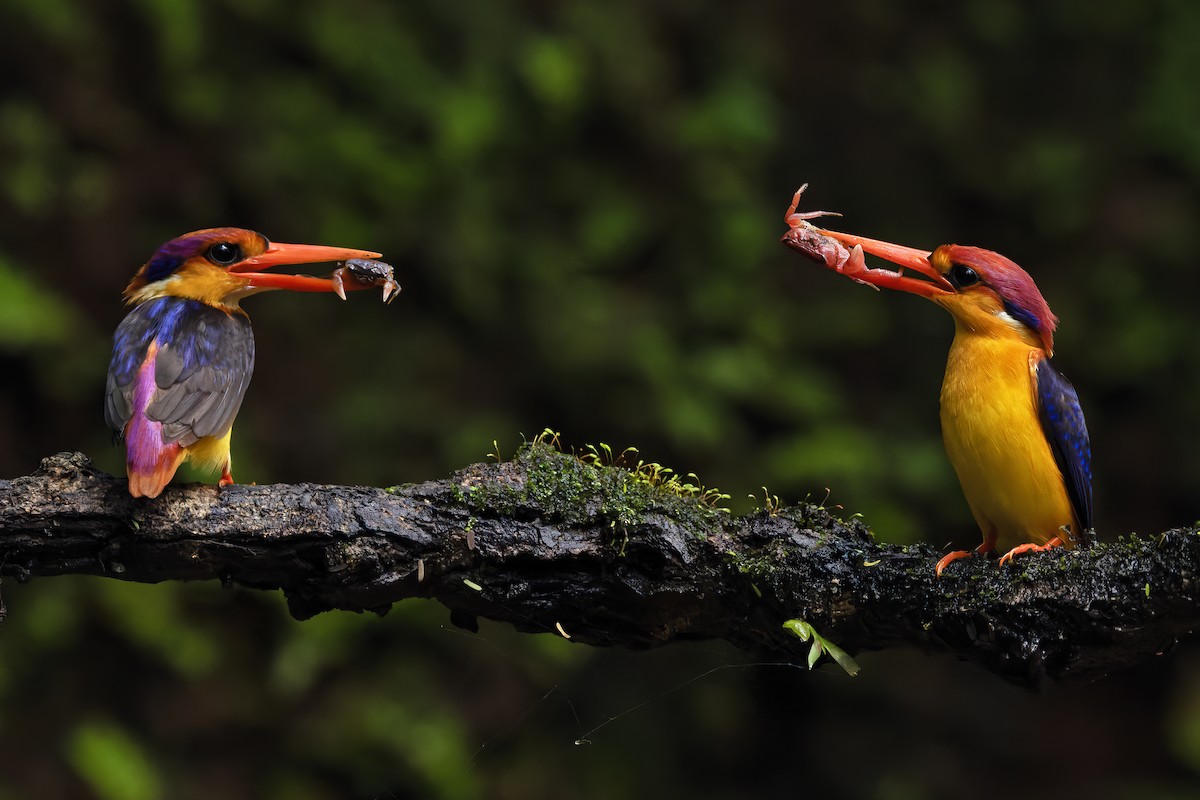 Black-backed Dwarf-Kingfisher - ML624629228