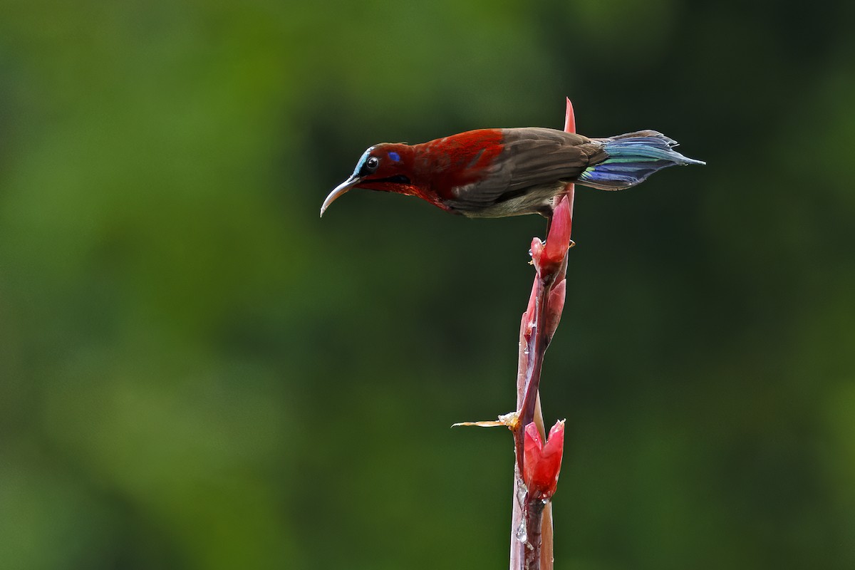 Vigors's Sunbird - ML624629234