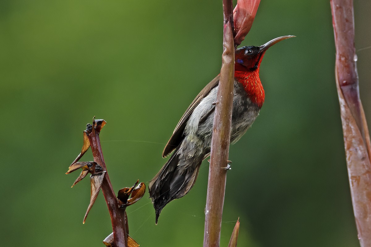 Vigors's Sunbird - ML624629235