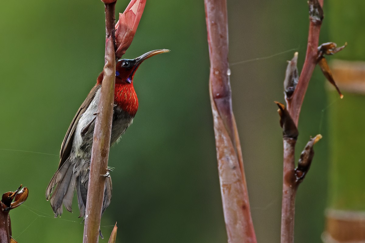 Vigors's Sunbird - ML624629236