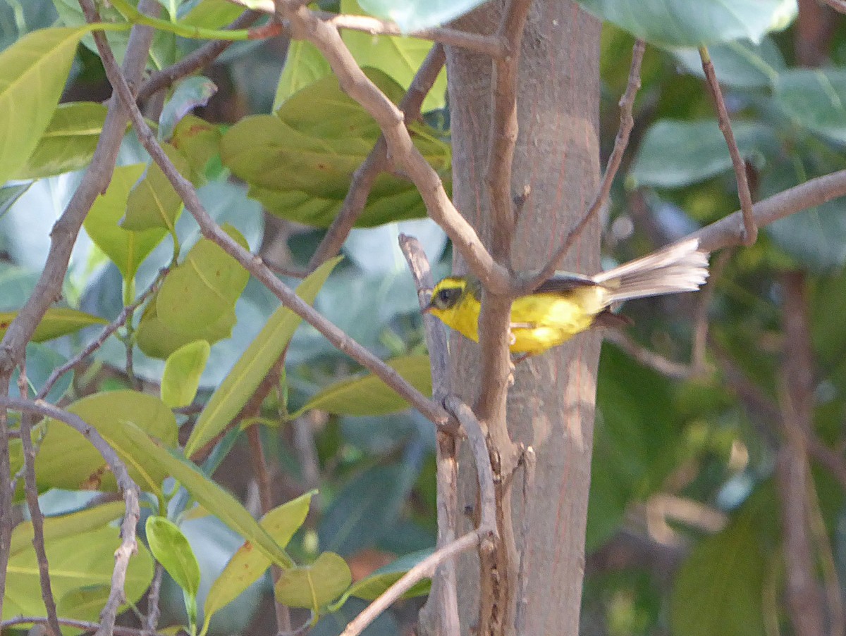 Yellow-bellied Fairy-Fantail - ML624629297