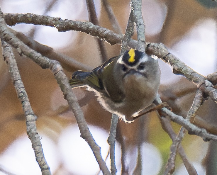 Golden-crowned Kinglet - ML624629361