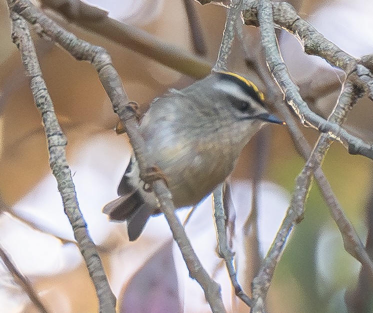 Golden-crowned Kinglet - ML624629365