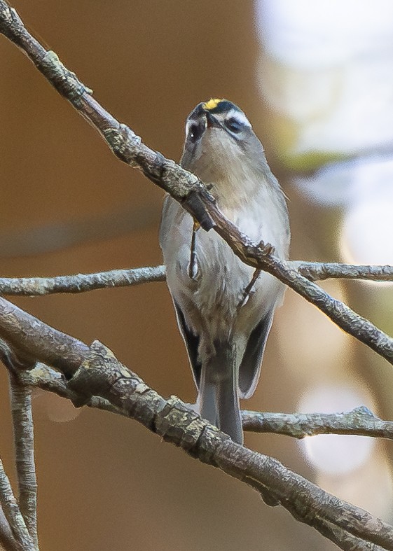 Golden-crowned Kinglet - ML624629370