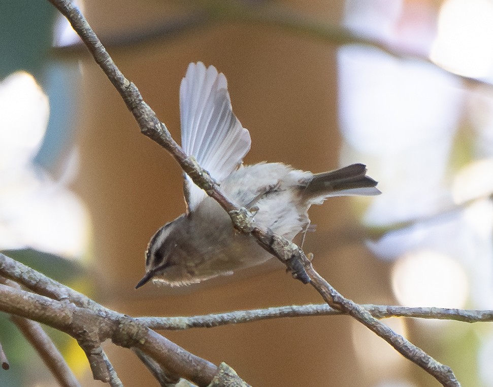Golden-crowned Kinglet - ML624629372