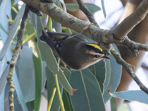 Golden-crowned Kinglet - ML624629374