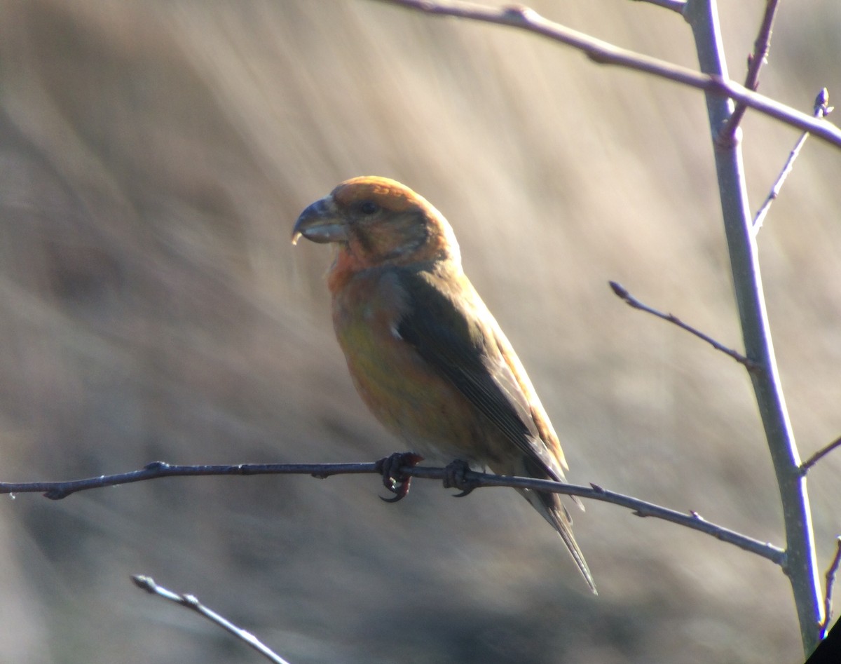 Parrot Crossbill - ML624629430