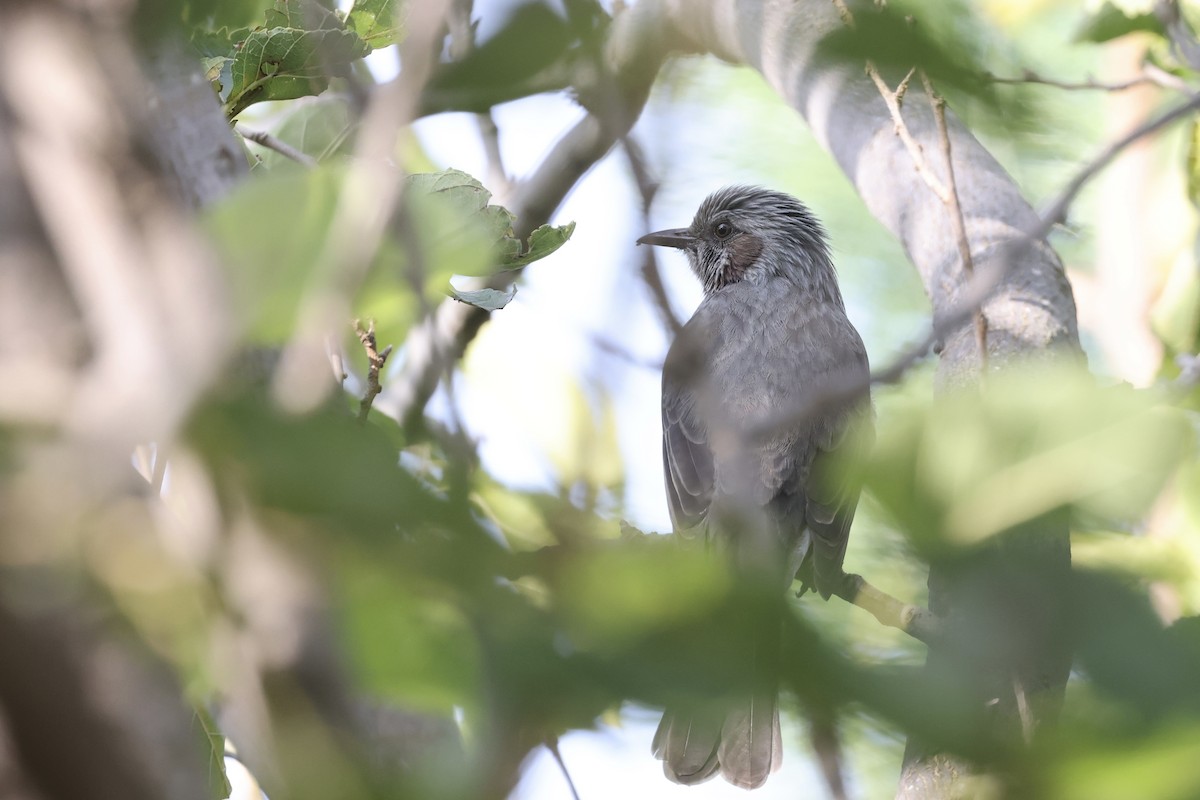 Brown-eared Bulbul - ML624629552