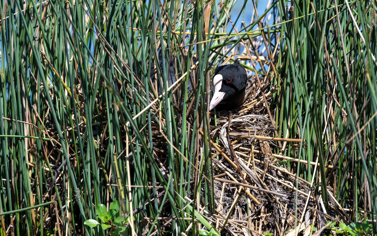 Eurasian Coot - ML624629689