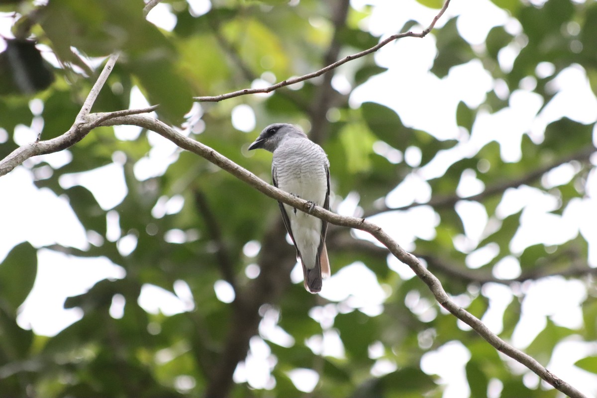 Indian Cuckooshrike - ML624629737