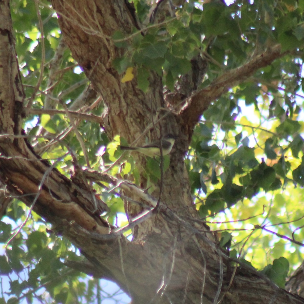 Moucherolle phébi - ML624629780