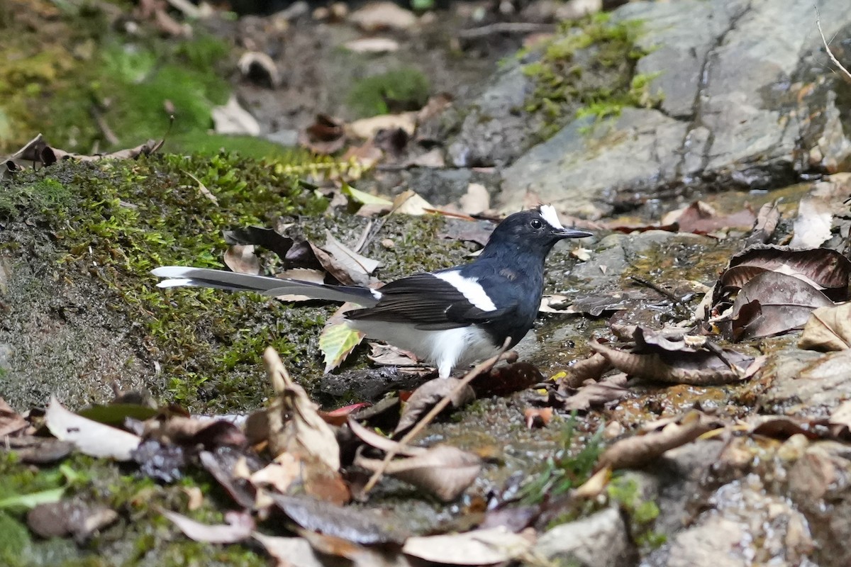 White-crowned Forktail - ML624629796