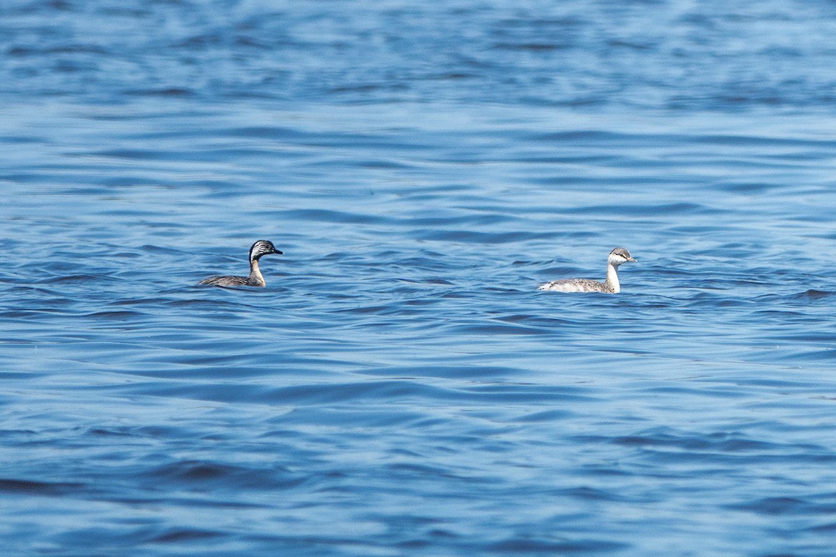 potápka šedohlavá - ML624629866