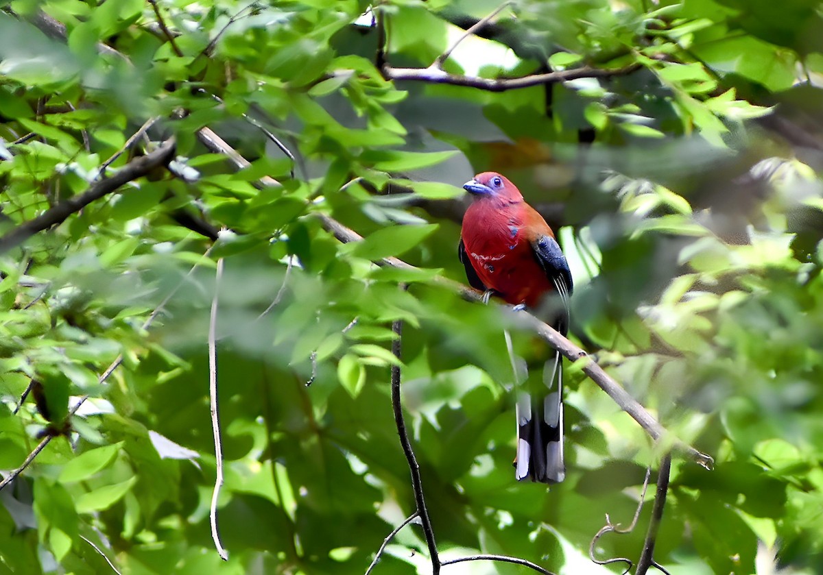 Red-headed Trogon - ML624629888