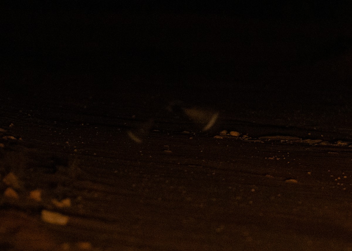 Spotted Nightjar - ML624629987
