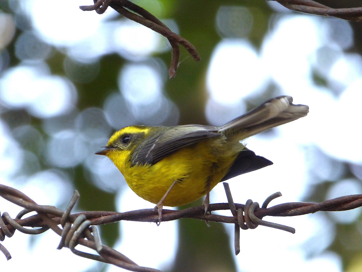 Yellow-bellied Fairy-Fantail - ML624630023