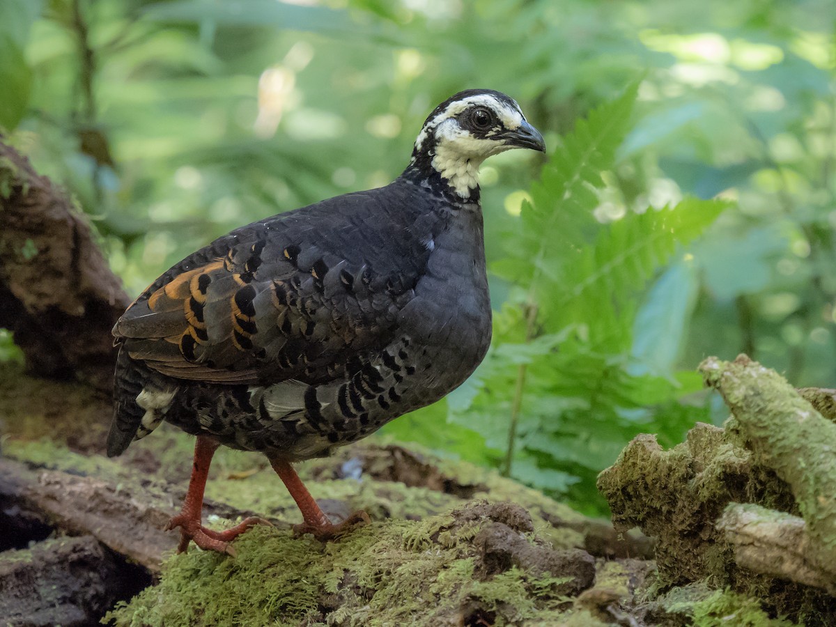 Gray-breasted Partridge - ML624630046