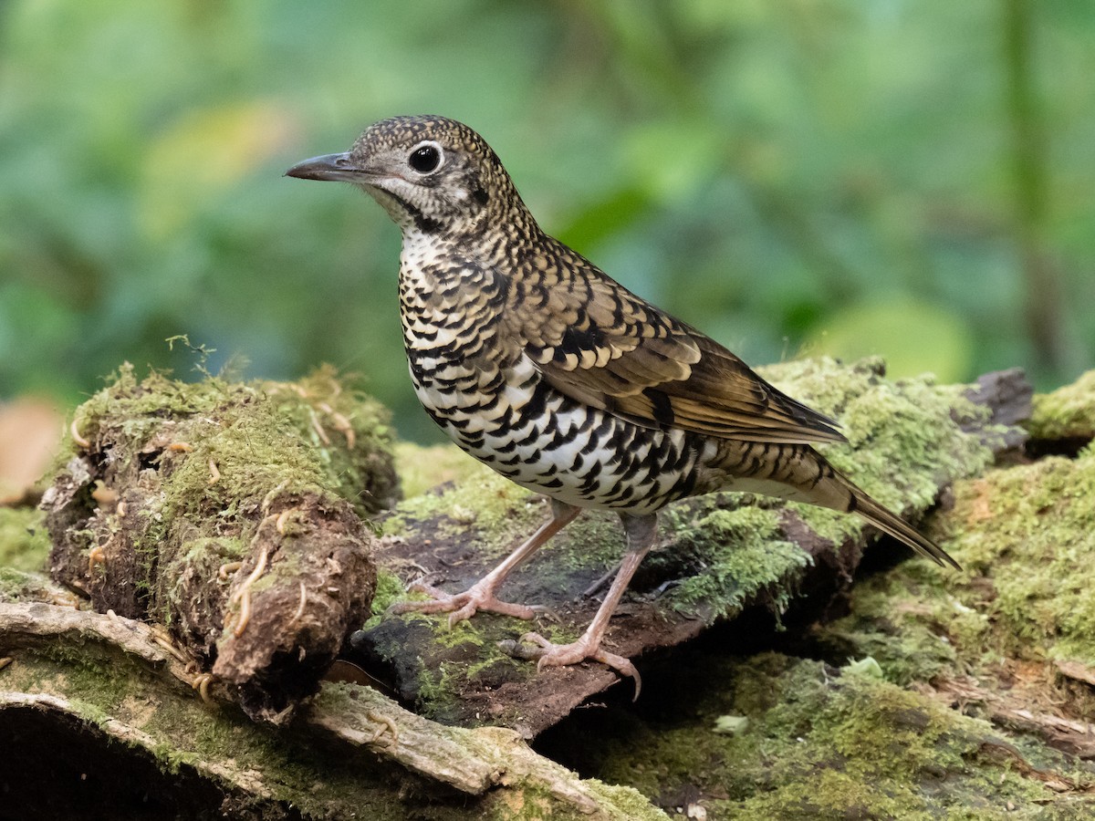 Scaly Thrush - ML624630105