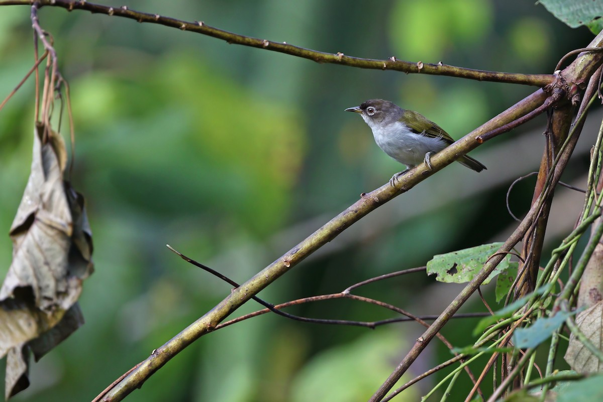 Cream-throated White-eye - ML624630267
