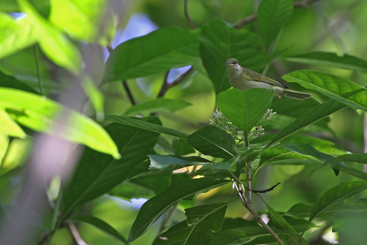 Olive Honeyeater - ML624630273