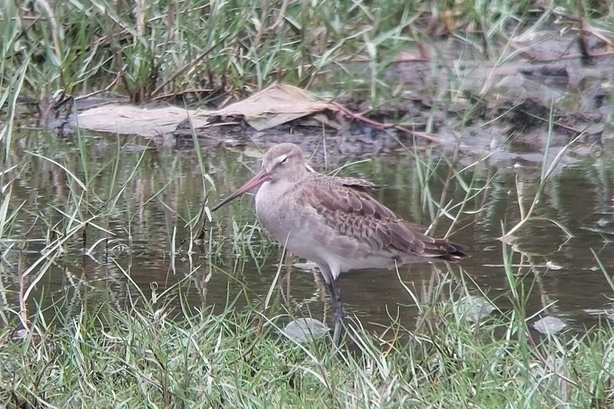 břehouš černoocasý - ML624630289