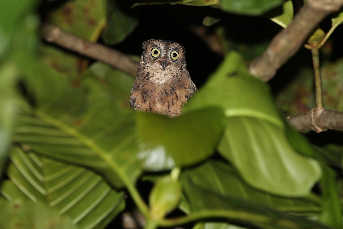 Moluccan Scops-Owl - ML624630321