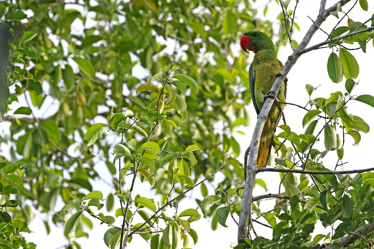 Great-billed Parrot - ML624630357