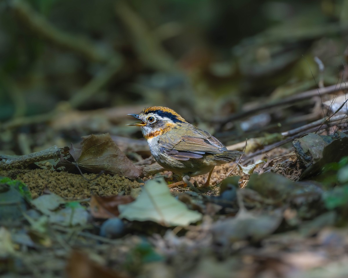 Rufous-throated Fulvetta - ML624630399