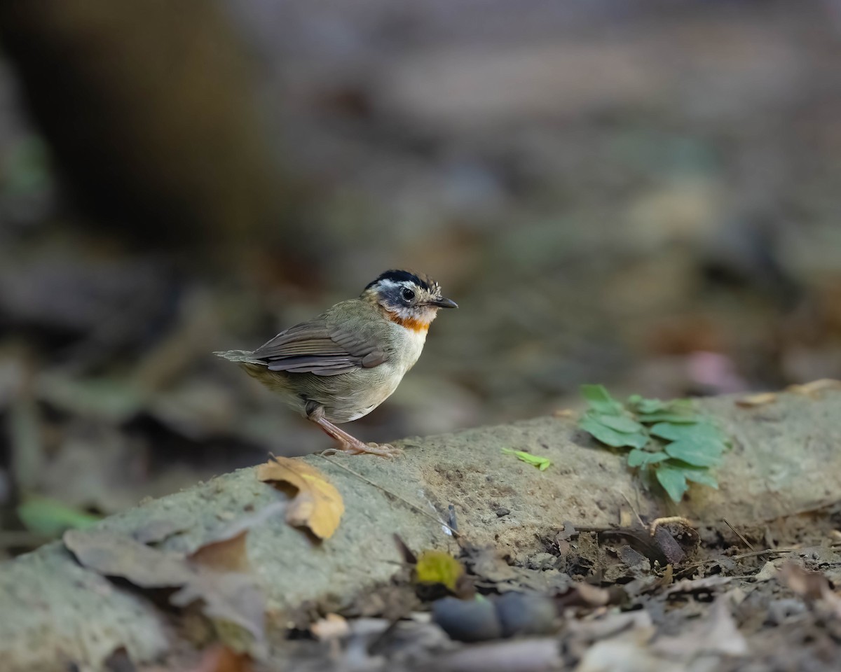 Rufous-throated Fulvetta - ML624630400