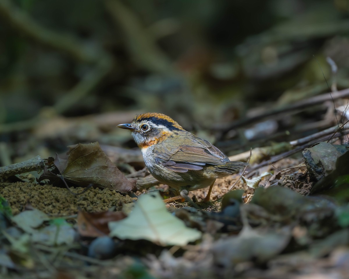 Rufous-throated Fulvetta - ML624630401