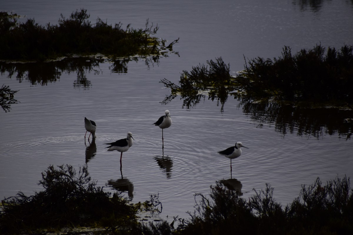 Pied Stilt - ML624630418