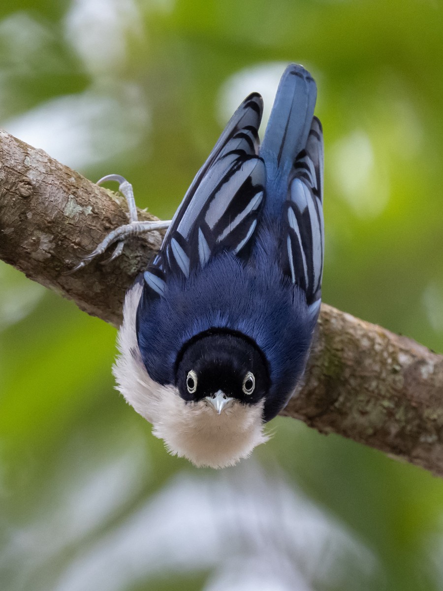 Blue Nuthatch - ML624630459