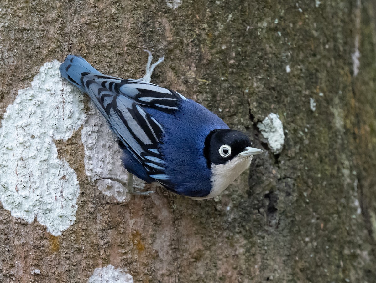 Blue Nuthatch - ML624630460