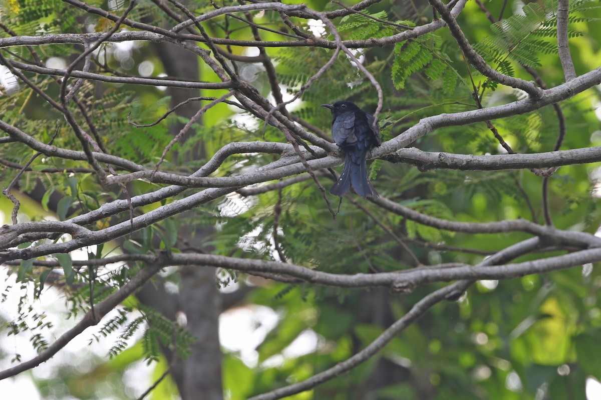 Moluccan Drongo-Cuckoo - ML624630585