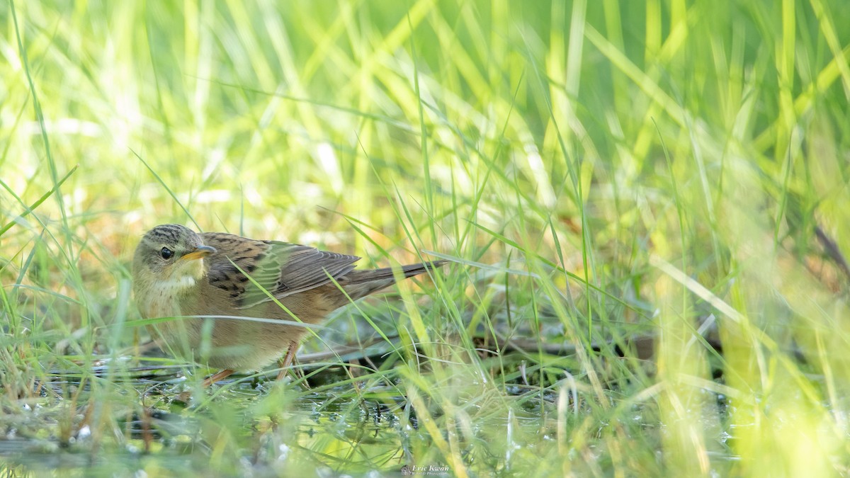 Pallas's Grasshopper Warbler - ML624630747