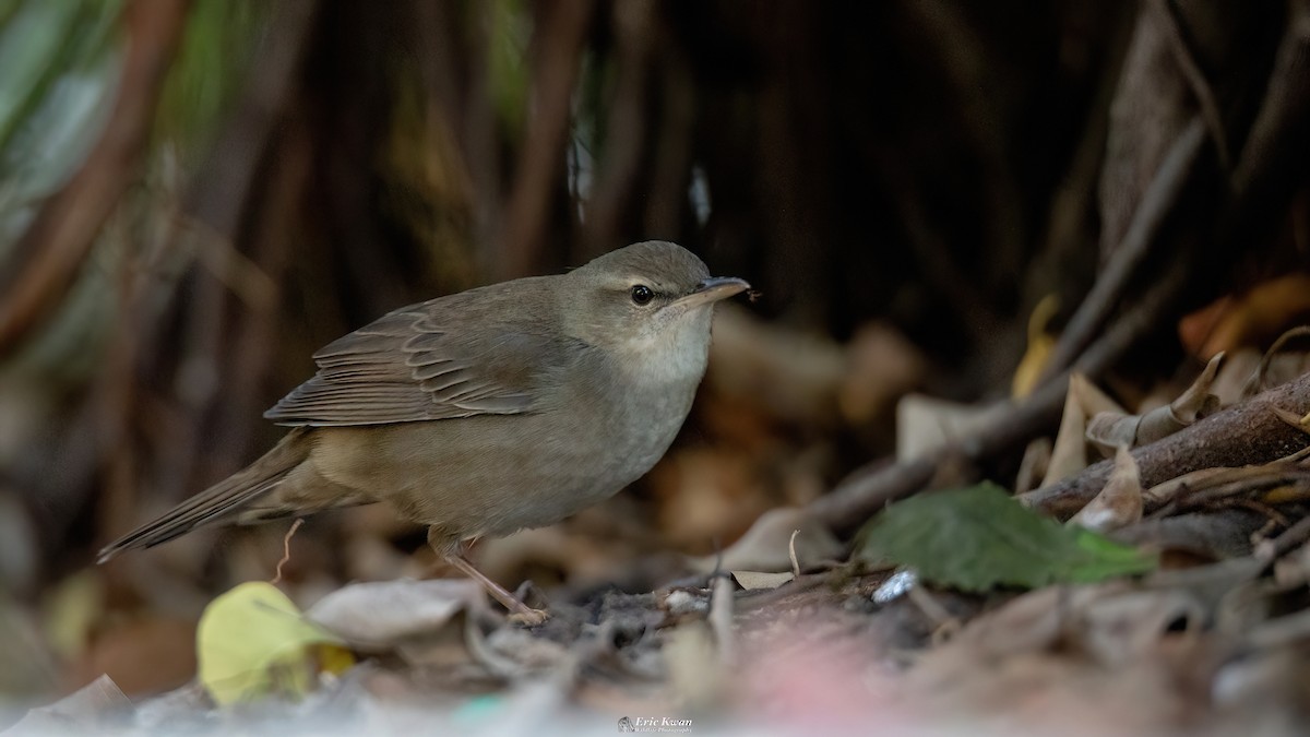 Pleske's Grasshopper Warbler - ML624630749