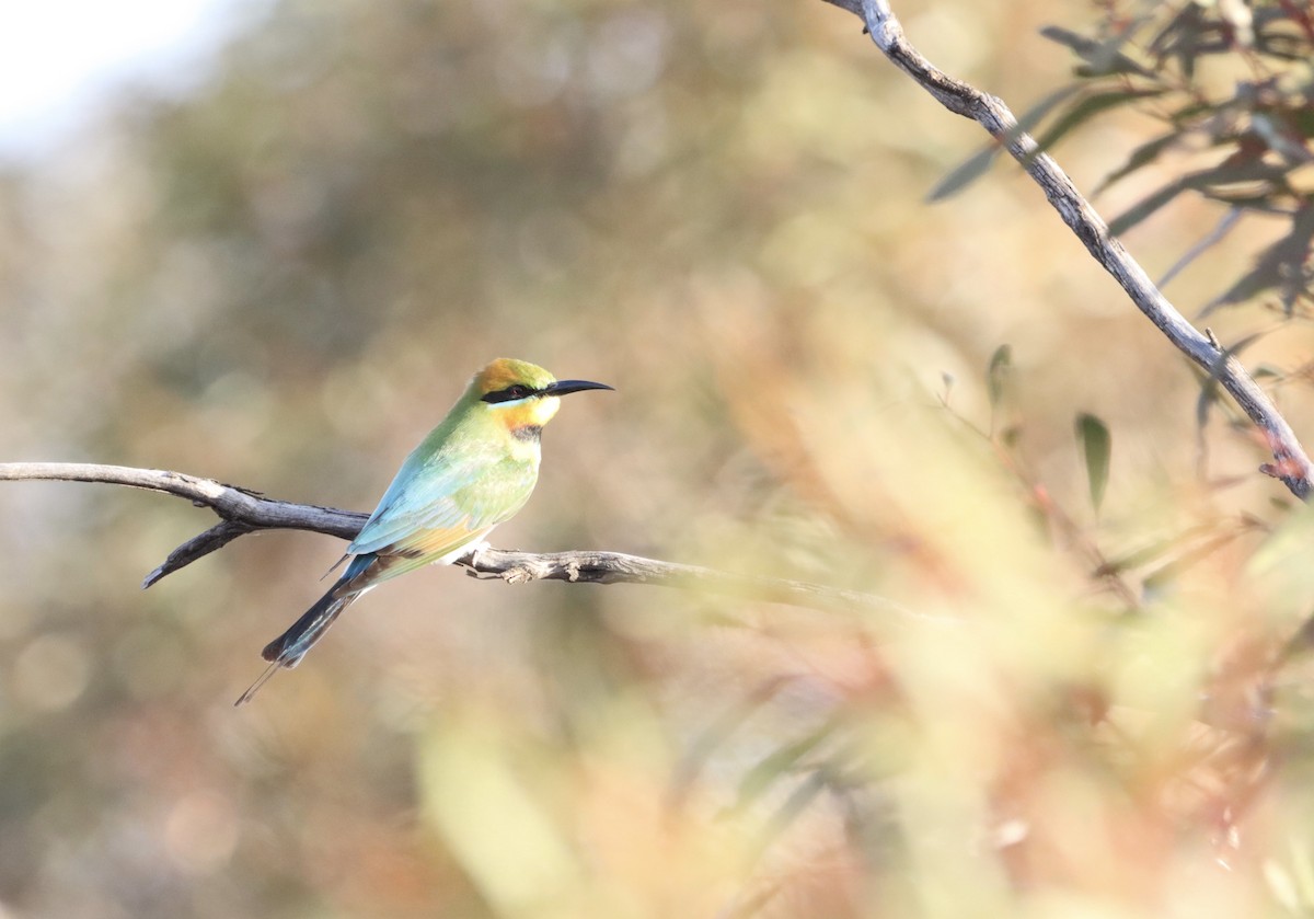 Rainbow Bee-eater - ML624630865