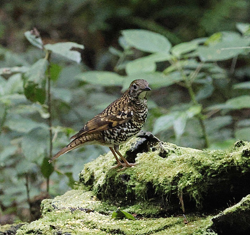 Scaly Thrush - ML624630895