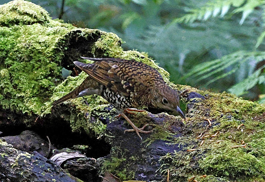 Scaly Thrush - ML624630896