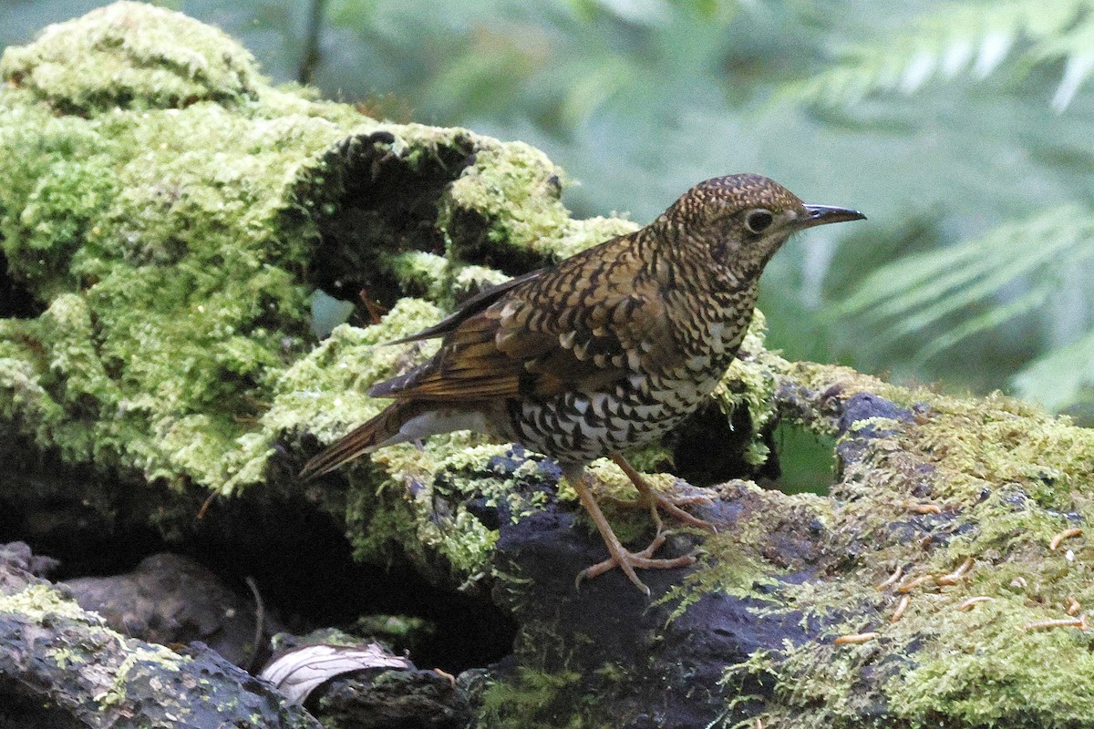 Scaly Thrush - ML624630898